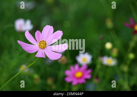 Rosa Cosmea Blumen im grünen Gras, Sommergarten Stockfoto