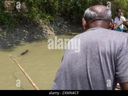 Bangladeschische Fischer verwenden Otter, um in den Sundarbans, Khulna Division, Narail Sadar, Bangladesch zu fischen Stockfoto