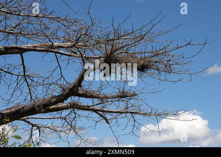 Weißköpfige Büffelweber haben ein ausgedehntes Labyrinth aus Dornstöcken und Ästen in einem Baobab-Baum gebaut. Diese Barriere hilft, Raubtiere abzuschrecken Stockfoto