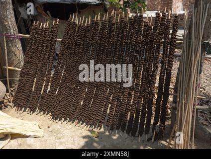 Kuhdungen auf Stäben, die in Sundarbans, Khulna Division, Narail Sadar, Bangladesch als Treibstoff verwendet werden Stockfoto