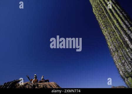 Rancher auf Pferden und Kakteen, El Grande Chaparral Ranch, Sonoran Desert, Arizona, USA Stockfoto