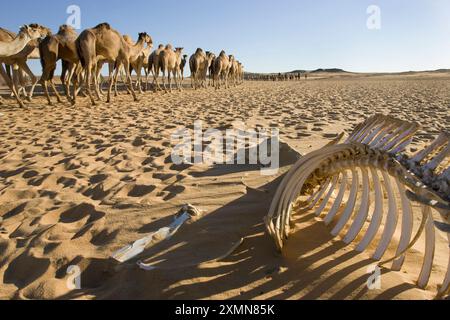 Kamelknochen in den Sand zwischen Dongola, Sudan und der ägyptischen Grenze. Am Ende eine Anzahl von Kamelen machen Sie es nicht. Stockfoto