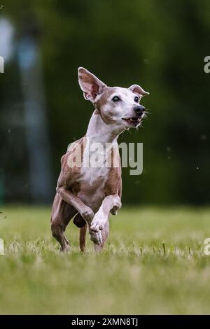 Italienischer Windhund-Running-Köder, Coursing Dog Sport im Gras Stockfoto