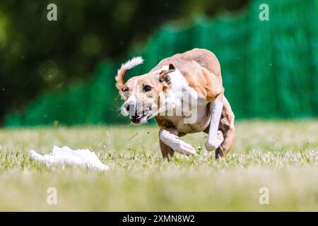 Whippet Mischling-Hündchen-Laufköder-Coursing-Hundesport im Gras Stockfoto