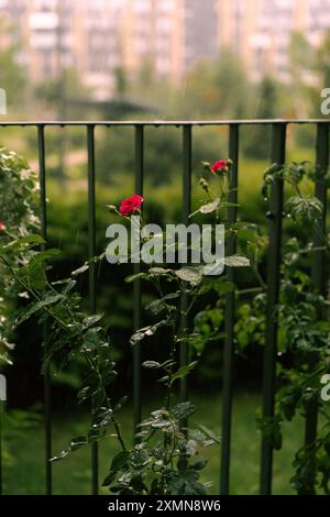 Blühende Rose in Regentropfen im Garten. Stockfoto