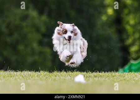 Miniatur American Shepherd Running Lure Course Hundesport Stockfoto