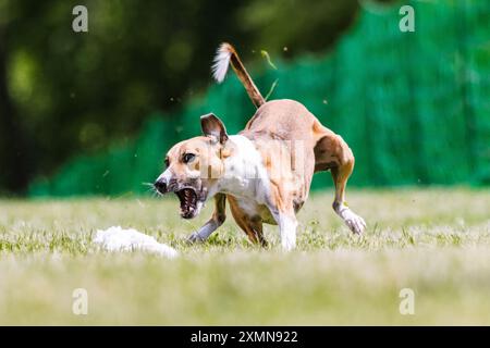 Whippet Mischling-Hündchen-Laufköder-Coursing-Hundesport im Gras Stockfoto