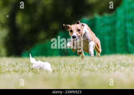 Whippet Mischling-Hündchen-Laufköder-Coursing-Hundesport im Gras Stockfoto