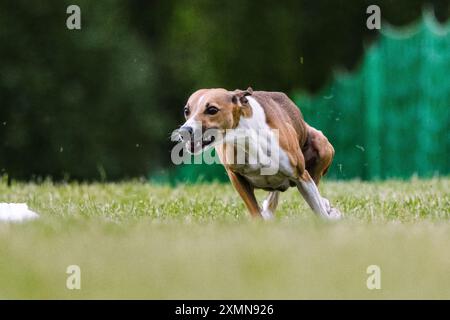 Whippet Mischling-Hündchen-Laufköder-Coursing-Hundesport im Gras Stockfoto