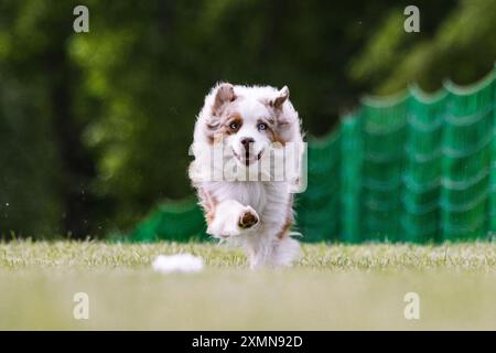 Miniatur American Shepherd Running Lure Course Hundesport Stockfoto