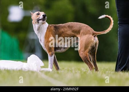 Whippet Mischling-Hündchen-Laufköder-Coursing-Hundesport im Gras Stockfoto