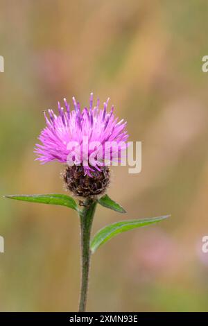 Knapweed gewöhnliche Centaurea nigra, distelähnliche behaarte, ausdauernde, schmale Blätter Blütenkopf hat braune Brammen und lila Floret Kopierraum Porträtformat Stockfoto