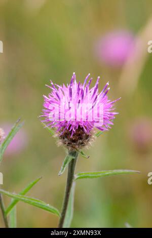 Knapweed gewöhnliche Centaurea nigra, distelähnliche behaarte, ausdauernde, schmale Blätter Blütenkopf hat braune Brammen und lila Floret Kopierraum Porträtformat Stockfoto