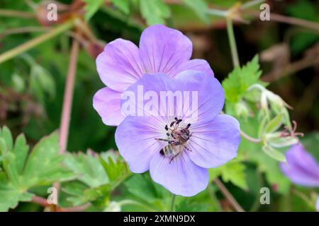 Wiese Cranes-Bill Geranium pratense, harte Wildstaude fünf violettblaue Blütenblätter, rote Adern und weißes Zentrum mit Besuchbiene im Landschaftsformat Stockfoto