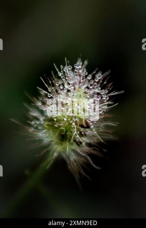 Wassertröpfchen aus nächster Nähe auf einer grünen und rosa Pflanze Stockfoto