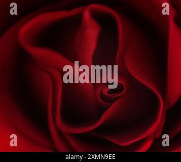 Aus nächster Nähe rote Rosenblätter Stockfoto