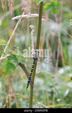 Goldene Ringelblume Cordulegaster boltonii, schwarze, gelbe Streifen und Bänder mit grünen Augen spitzer Ovipositor deuten auf weibliche Barsche auf Vegetation hin Stockfoto