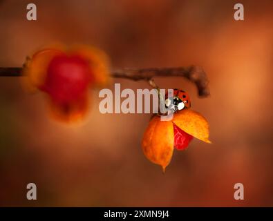 Nahaufnahme roter Marienkäfer auf einem Zweig mit Orangenbeere Stockfoto
