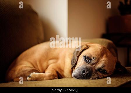 Porträt von Pugglehund, der auf der Couch liegt Stockfoto