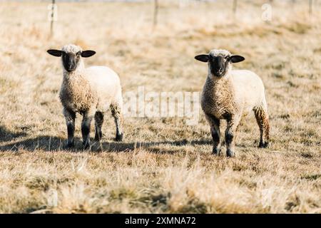 Zwei Schafe mit schwarzen Gesichtern stehen auf einem grasbewachsenen Feld, nach vorne gerichtet. Stockfoto