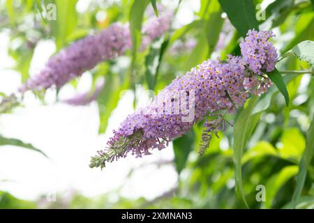 Sommer Flieder Blumen, Buddleja Davidii Reve de Papillon Stockfoto