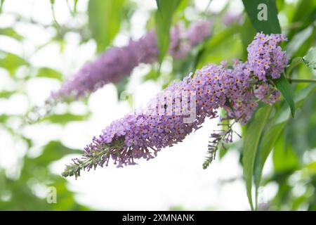 Sommer Flieder Blumen, Buddleja Davidii Reve de Papillon Stockfoto