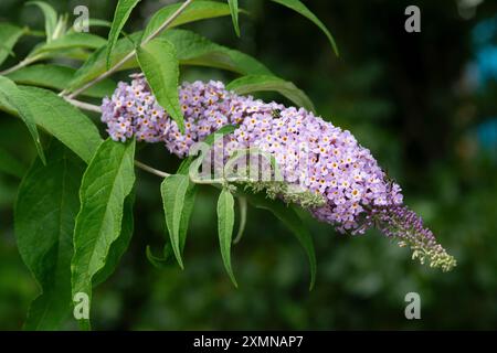 Sommer Flieder Blumen, Buddleja Davidii Reve de Papillon Stockfoto