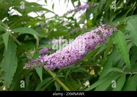 Sommer Flieder Blumen, Buddleja Davidii Reve de Papillon Stockfoto