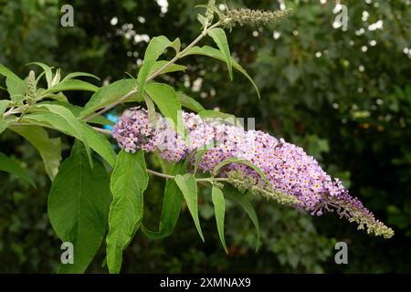 Sommer Flieder Blumen, Buddleja Davidii Reve de Papillon Stockfoto