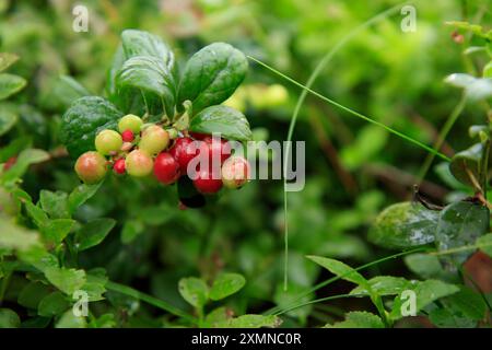 Ein Zweig halbroter, vollwertiger Preiselbeere mit grünen Blättern und Gras auf einem verschwommenen Hintergrund. Naturhintergrund. Wilde Papageienbeere oder Kuh Stockfoto