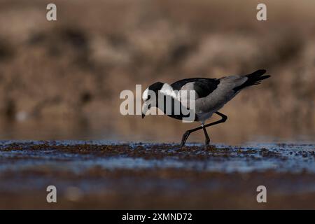 Schmied Lapwing (Vanillas Anker) Fütterung an einem Wasserloch im Onguma Nature Reserve am Rande des Etosha National Park, Namibia. Stockfoto
