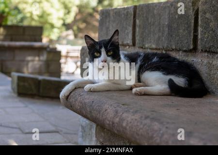 Entspannte Schwarzweiß-Katze auf Steinbank Stockfoto