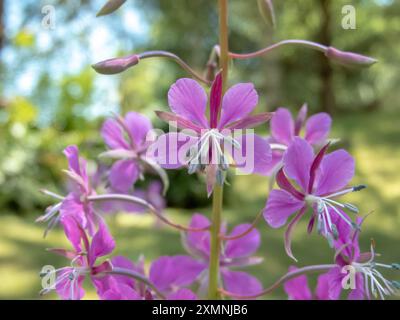 Feuerweed rosa, vier Blütenblätter aus nächster Nähe. Chamaenerion angustifolium blühende Pflanze. Rosebay Willowhere Razeme Infloreszenz Details. Koporsky Tee Stockfoto