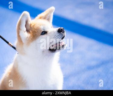 Porträt eines roten akita-inu-Welpen. Glücklicher Hund draußen im Sommer. Flauschiger akita-inu-Hund. Porträt im Profil eines Akita-Welpen an Bord eines Schiffes. Stockfoto