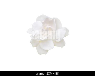 Gardenia jasminoides duftende Blume isoliert auf weiß Stockfoto