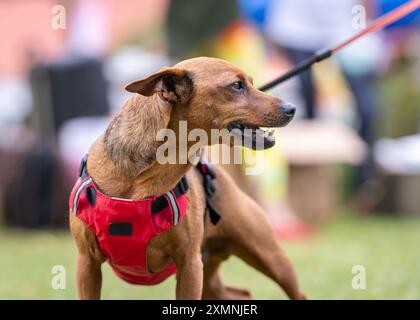 Der Miniatur Pinscher, auch bekannt als Zwergpincher und Mini Pin an der Leine. Hirschrot Miniatur Pinscher Hund Outdoor Porträt. Stockfoto