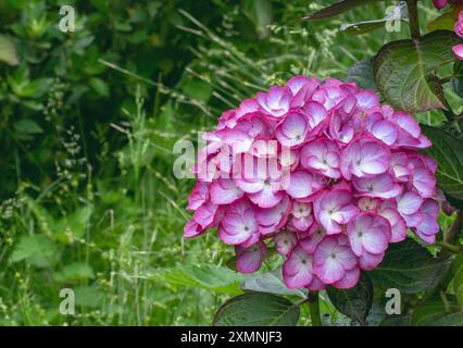 Hortensie macrophylla weiß und violett zweifarbig Blüten. Hortensia blühender Pflanzenblumenkopf. Hortensie macrophylla in Blüte. Wunderschöner blühender Schrumpf Stockfoto