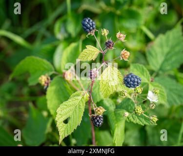 Die Beeren Reifen an einem Zweig der gewöhnlichen brombeere (Rubus caesius) in der Wildnis. Europäische Dewberry (Rubus caesius) Nahaufnahme von Früchten. Stockfoto