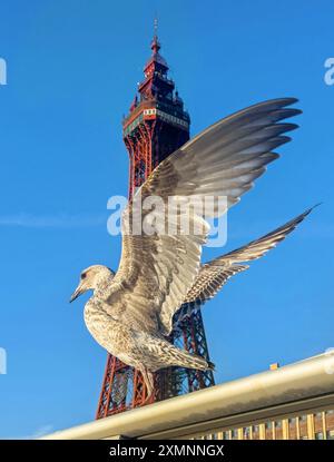 Seagull überspannt seine Flügel vor dem Blackpool Tower in Lancashire. Vereinigtes Königreich. Juli 2024. Stockfoto