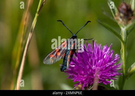 6-fleckiger Burnet Moth, Zygaena filipendulae. Sussex, Großbritannien Stockfoto