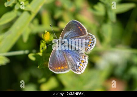 Weiblicher gemeiner Blauer Schmetterling, Polyommatus icarus, Sussex, Großbritannien Stockfoto