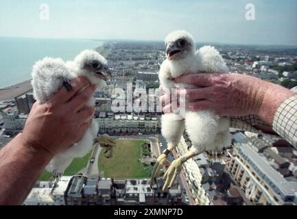 Zwei Peregrine Falcon Küken werden überprüft, bevor sie an ihrem Nistkasten auf der Oberseite des Wohnblocks Sussex Heights an der Küste von Brighton markiert werden. Wandergrine sind die schnellsten Tiere der Welt. Es wird angenommen, dass sie Geschwindigkeiten von bis zu 200 km/h (124 mph) erreichen, wenn sie nach der Beute vom Himmel stürzen. Eine wurde mit Radar bei 183 km/h (114 mph) nach einem Tauchgang von 305 m (.7. Januar 2006 Foto von Roger Bamber) protokolliert Stockfoto