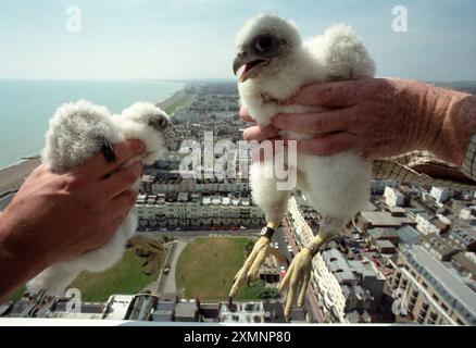 Zwei Peregrine Falcon Küken werden überprüft, bevor sie an ihrem Nistkasten auf der Oberseite des Wohnblocks Sussex Heights an der Küste von Brighton markiert werden. Wandergrine sind die schnellsten Tiere der Welt. Es wird angenommen, dass sie Geschwindigkeiten von bis zu 200 km/h (124 mph) erreichen, wenn sie nach der Beute vom Himmel stürzen. Eine wurde mit Radar bei 183 km/h (114 mph) nach einem Tauchgang von 305 m (.7. Januar 2006 Foto von Roger Bamber) protokolliert Stockfoto