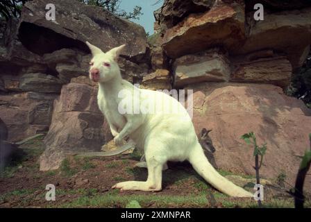 Ein seltenes Albino Wallaby in den Leonardslee Gardens in der Nähe von Horsham West Sussex, wo Wallabys seit 1889 gehalten werden und jetzt über 30 sind. Kängurus und Wallabys sind Beuteltiere, die zu einer kleinen Gruppe von Tieren gehören, die Makropoden genannt werden. Sie kommen nur in Australien und Papua-Neuguinea vor. Die meisten Makropoden haben Hinterbeine, die größer sind als ihre Vorderbeine, große Hinterfüße und lange muskulöse Schwänze, die sie für das Gleichgewicht verwenden. Das Wort Macropod bedeutet eigentlich „Big Foot“-Bild von Roger Bamber Stockfoto