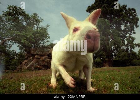 Ein seltenes Albino Wallaby in den Leonardslee Gardens in der Nähe von Horsham West Sussex, wo Wallabys seit 1889 gehalten werden und jetzt über 30 sind. Kängurus und Wallabys sind Beuteltiere, die zu einer kleinen Gruppe von Tieren gehören, die Makropoden genannt werden. Sie kommen nur in Australien und Papua-Neuguinea vor. Die meisten Makropoden haben Hinterbeine, die größer sind als ihre Vorderbeine, große Hinterfüße und lange muskulöse Schwänze, die sie für das Gleichgewicht verwenden. Das Wort Macropod bedeutet eigentlich „Big Foot“-Bild von Roger Bamber Stockfoto