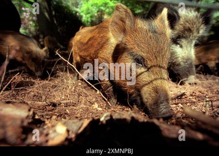 Junge Wildschweine, die im Wald in Hampshire (England) roden, um Nahrung zu sammeln 1. Juni 1997 Foto von Roger Bamber Stockfoto