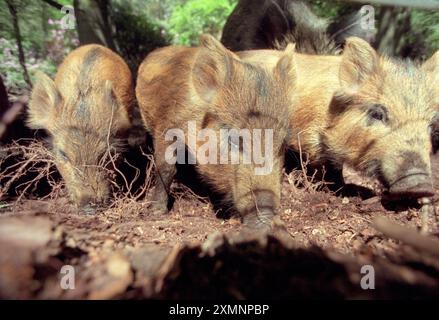 Junge Wildschweine, die im Wald in Hampshire (England) roden, um Nahrung zu sammeln 1. Juni 1997 Foto von Roger Bamber Stockfoto