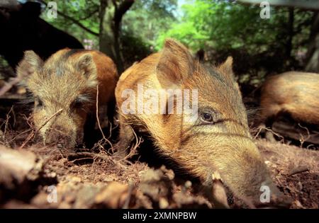 Junge Wildschweine, die im Wald in Hampshire (England) roden, um Nahrung zu sammeln 1. Juni 1997 Foto von Roger Bamber Stockfoto