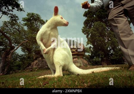 Ein seltenes Albino Wallaby in den Leonardslee Gardens in der Nähe von Horsham West Sussex, wo Wallabys seit 1889 gehalten werden und jetzt über 30 sind. Kängurus und Wallabys sind Beuteltiere, die zu einer kleinen Gruppe von Tieren gehören, die Makropoden genannt werden. Sie kommen nur in Australien und Papua-Neuguinea vor. Die meisten Makropoden haben Hinterbeine, die größer sind als ihre Vorderbeine, große Hinterfüße und lange muskulöse Schwänze, die sie für das Gleichgewicht verwenden. Das Wort Macropod bedeutet eigentlich „Big Foot“-Bild von Roger Bamber Stockfoto