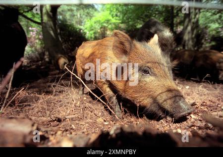 Junge Wildschweine, die im Wald in Hampshire (England) roden, um Nahrung zu sammeln 1. Juni 1997 Foto von Roger Bamber Stockfoto